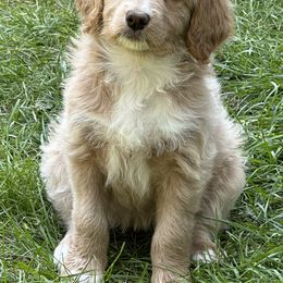 Bordoodle Puppies from Bordoodles of Maine