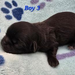 Boy 3 - Black male Shih Tzu puppy in Oakville, Washington from Garrard Creek Shih Tzus