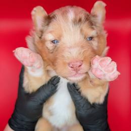 Quinn5Girl2- RMF,LONGtail, blue eyes likely, CHIC-OFA-DNA-AKC Titled Parents - Red merle female Australian Shepherd puppy in South Hill, Virginia from Silverside Aussies LLC