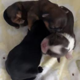 Shih Tzu puppies from T & D Dachshunds by design