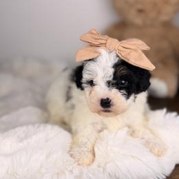 Macchiato - Tri-color female Bernedoodle puppy in Sweetwater, Florida from Sandy Snout Doodles