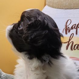 Girl 2 - Black and white female Japanese Chin puppy in Vernon, Connecticut from Chin Babies