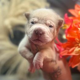 Brandy - Lilac dilute female Chinese Shar-Pei puppy in Lehigh Acres, Florida from Florida Wrinkles