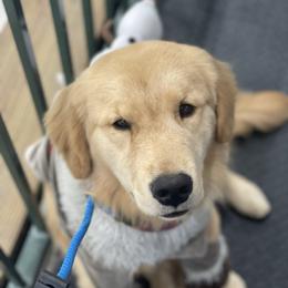 Pikachu - Golden Retriever