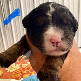 Blue boy - Tri-color male Bernedoodle puppy in Lake, Michigan from 3 King Doodles & Poodles