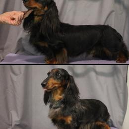 Dachshund puppies from Sweetnlow Dachshund (Doxies)