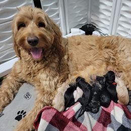 Goldendoodle Puppies from U Need A Doodle
