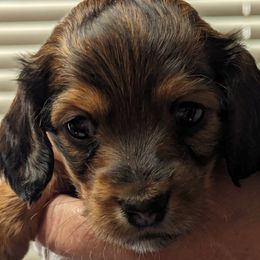 Girl 1 - Dachshund puppy in Homosassa, Florida from Foxies Doxies