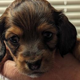 Girl 1 - Dachshund puppy in Homosassa, Florida from Foxies Doxies