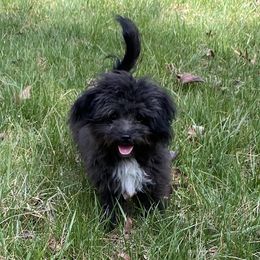 Boy 1 - Black and white Aussiedoodle puppy in Spring Hill, Tennessee from Duke's Mini & Toy Australian Shepherds & Aussiedoodles