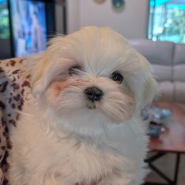 Puppy 5 - White male Maltese puppy in Spring Hill, Florida from Cher Chien Maltese