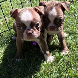 B. Red Girl (pink collar) - Red female Boston Terrier puppy in Mc Donough, Georgia from Ballard Boston Terriers