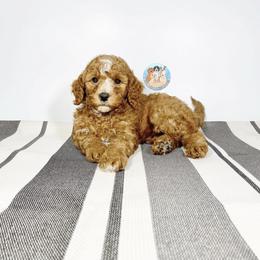 Aussiedoodle and Goldendoodle Puppies from Dandy Doodle Ranch