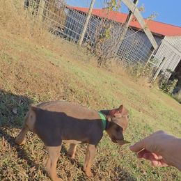 Miniature Pinscher and Pembroke Welsh Corgi Puppies from Liberty Hill Farm