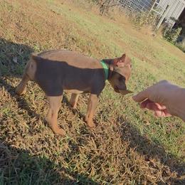 Miniature Pinscher and Pembroke Welsh Corgi Puppies from Liberty Hill Farm