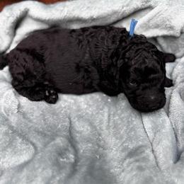 Pakku - Black male Goldendoodle puppy in Glen Daniel, West Virginia from Dani’s Doodles
