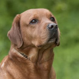 Copper - Labrador Retriever