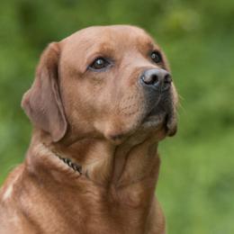 Copper - Labrador Retriever