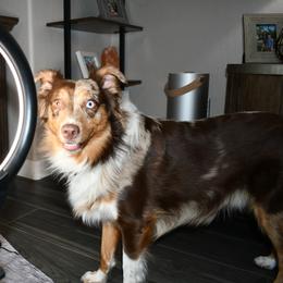 Miniature Australian Shepherd Puppies from B my Sunshines Mini Aussies