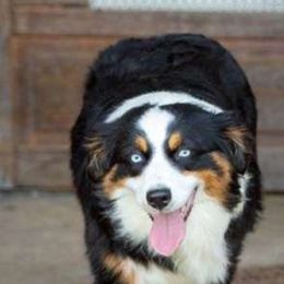 Remi - Miniature Australian Shepherd