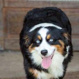 Remi - Miniature Australian Shepherd
