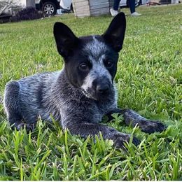 Australian Cattle Dog Puppies from Cowboy Tuff Stock Dogs