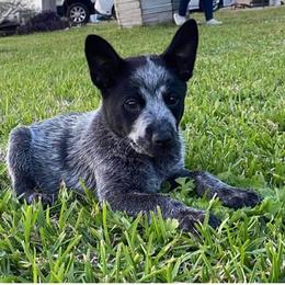 Australian Cattle Dog Puppies from Cowboy Tuff Stock Dogs