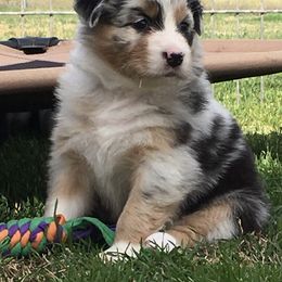 Australian Shepherd Puppies from Integrity Australian Shepherds