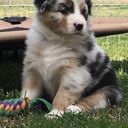 Australian Shepherd Puppies from Integrity Australian Shepherds