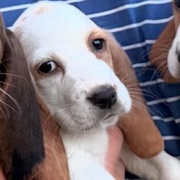 Fred - Lemon and white male Basset Hound puppy in Gulf Breeze, Florida from Breeze Basset Hounds