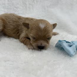 Jr - Apricot male Maltipoo puppy in Turlock, California from 209PuppiesCaliforniaMaltipoo
