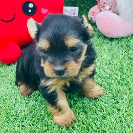 Josie- lime 1500 - Black and tan female Yorkshire Terrier puppy in Douglas, Georgia from Heartland small breeds