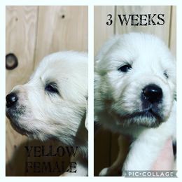 Girl 4 - Great Pyrenees puppy in Gibsonia, Pennsylvania from Little Deer Creek Farm AKC Great Pyrenees