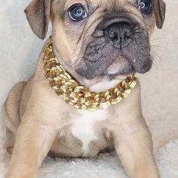 French Bulldogs from S. Miller