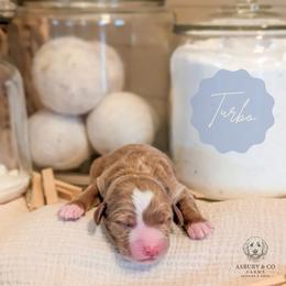 Puppy Pick 5 - Red  female Goldendoodle puppy in Whitesburg, Georgia from Asbury & Co Farms