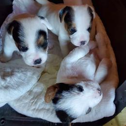 Jack Russell Terrier Puppies from Avalanche Acres