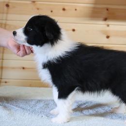 AKC Grand Champion Sired (Jimmy) - Black male Border Collie puppy in Noble, Oklahoma from CheckItOut Border Collies