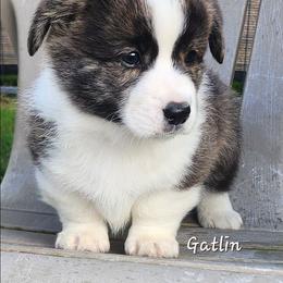 Gatlin - Brindle and white male American Corgi puppy in Concrete, Washington from Wigglebutts American Corgis
