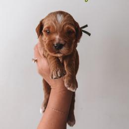 Hickory (Green) - Red  male Goldendoodle puppy in Beaverton, Oregon from Henry Elliots