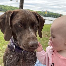 Elli Mae - German Shorthaired Pointer