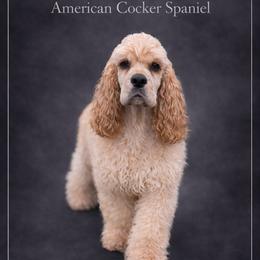 Keska - Cocker Spaniel