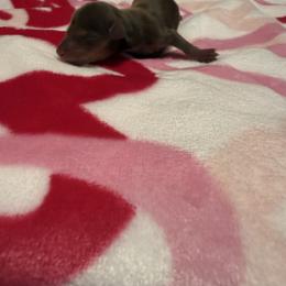 Snow - Chocolate and tan female Dachshund puppy in Denison, Texas from Digging Dachshunds