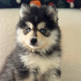 Oakley - Black and white male Pomsky puppy in Mesa, Arizona from Platinum Pomskies