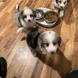 Aussiedoodle Puppies from Hearth&Hound Doodles