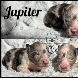 Jupiter - Blue merle and white female Shetland Sheepdog puppy in Lebanon, Tennessee from Henotic Homestead's Shetland Sheepdogs