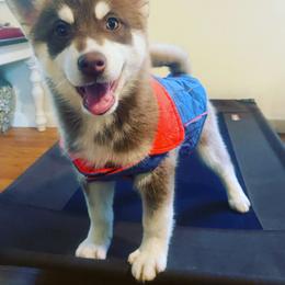 Pomsky Puppies from Periwinkle Pomskies