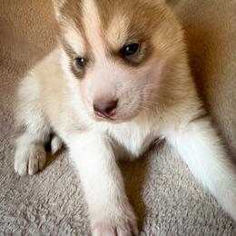 Denali - Sable and white male Siberian Husky puppy in Grant City, Missouri from Timberline Paws