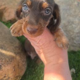 Bear - Chocolate and tan male Dachshund puppy in West Haven, Utah from Doxie Trails LLC