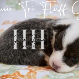 Bluie Tri Fluff Girl Tail - Blue female Pembroke Welsh Corgi puppy in Locust Grove, Oklahoma from Hidden Hillsides Corgis