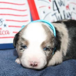 Justice - Blue merle female Miniature Australian Shepherd puppy in Kissee Mills, Missouri from Clinkenbeard Kennel